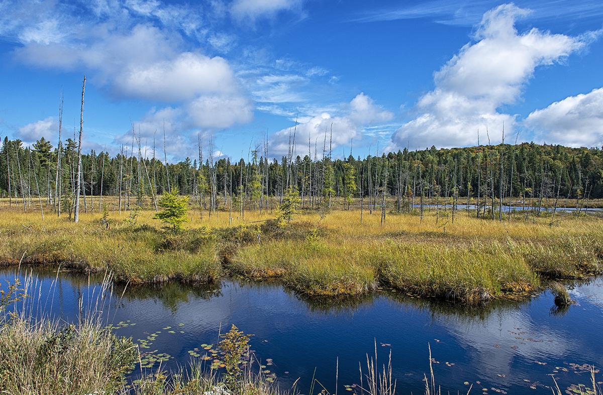 Boreal wetland Algonquin Provincial Park