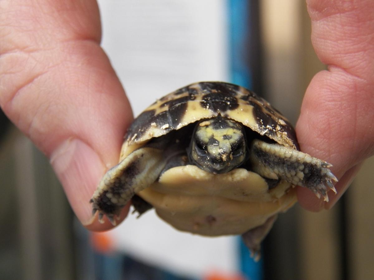 How Canada S Zoos Are Adapting To Covid 19 Realities Canadian