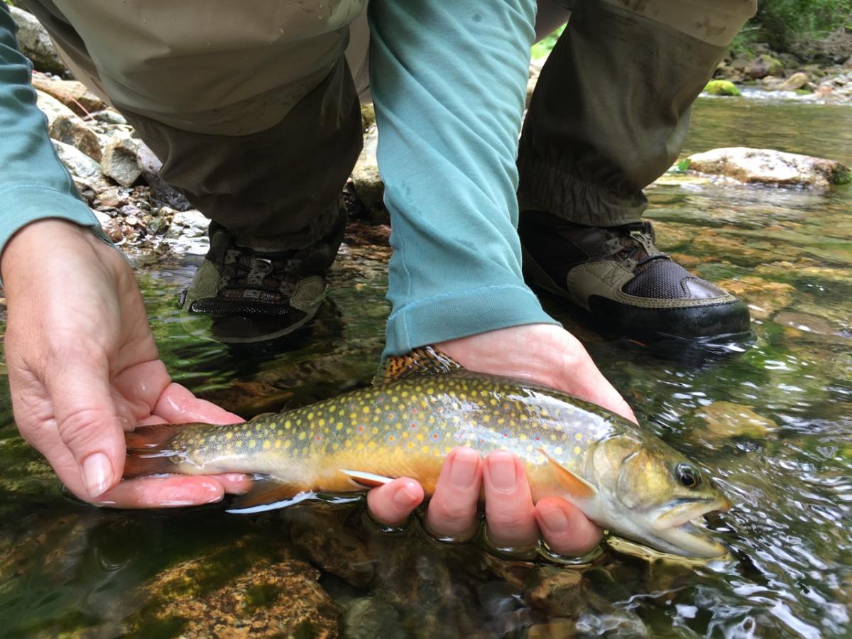 Study shows wild and hatchery trout not mixing in Nova Scotia rivers