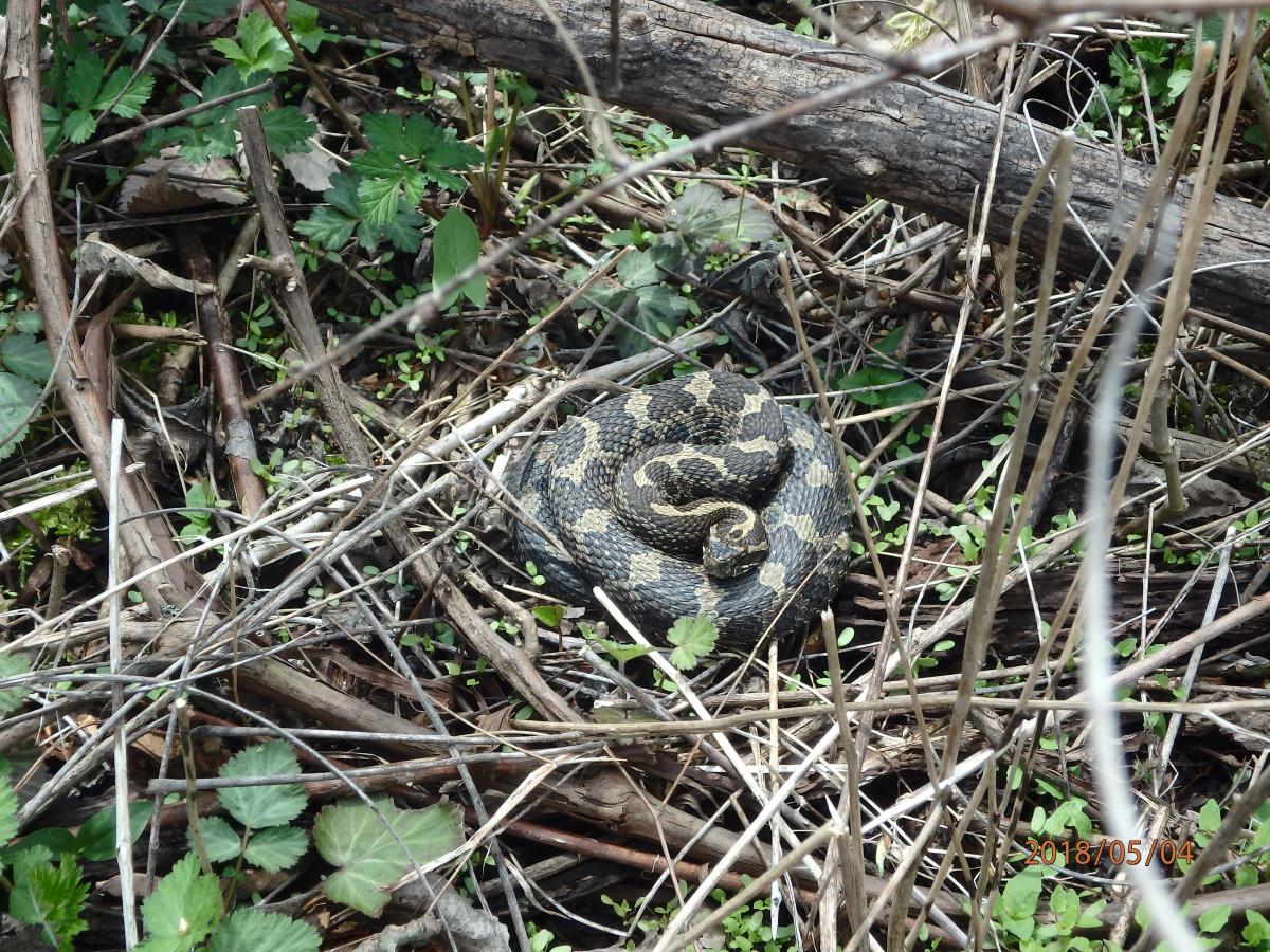 The strange way scientists are trying to save snakes in southwestern