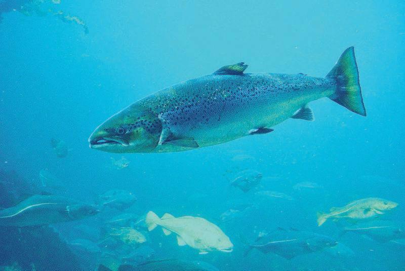 Wild atlantic salmon clearance