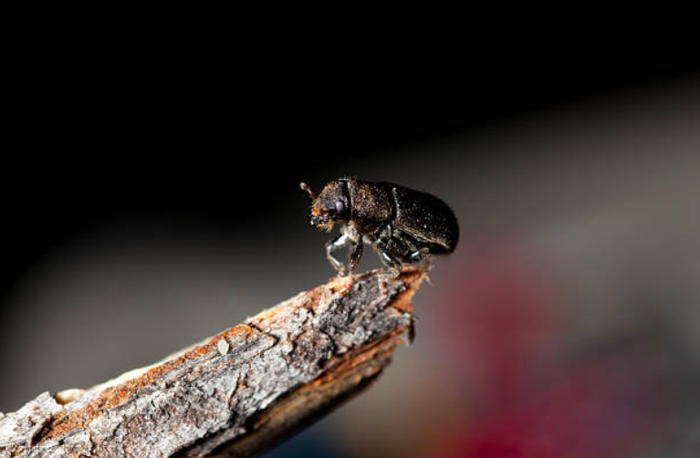 The further the flight, the stronger the signal How mountain pine