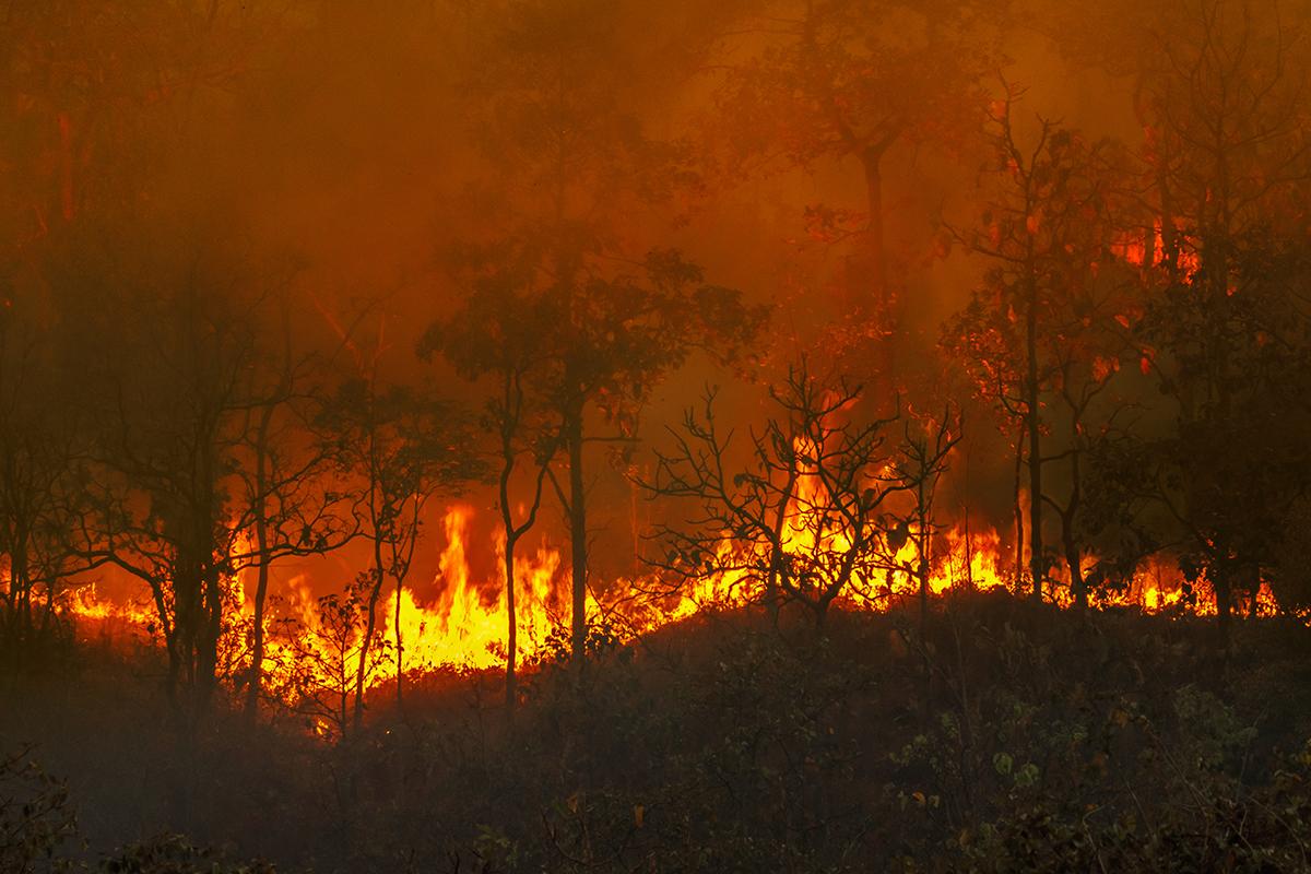 Op Ed The Amazon Fires Are Back And The Consequences Affect Us All Canadian Geographic