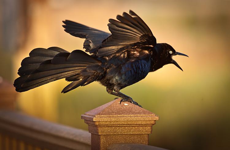 Rare birds | Canadian Geographic